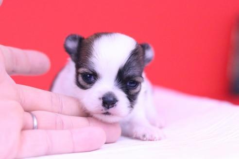 成約済の愛知県のチワワ(ロングコート)-62441の3枚目